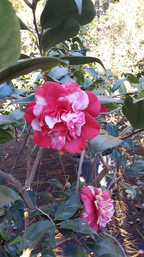 Freeman Landscape Inc Freeman Landscape Inc